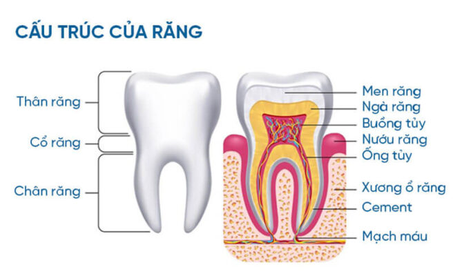 Cấu trúc răng là yếu tố nền tảng quyết định đến chức năng ăn nhai, thẩm mỹ và sức khỏe tổng thể của mỗi người